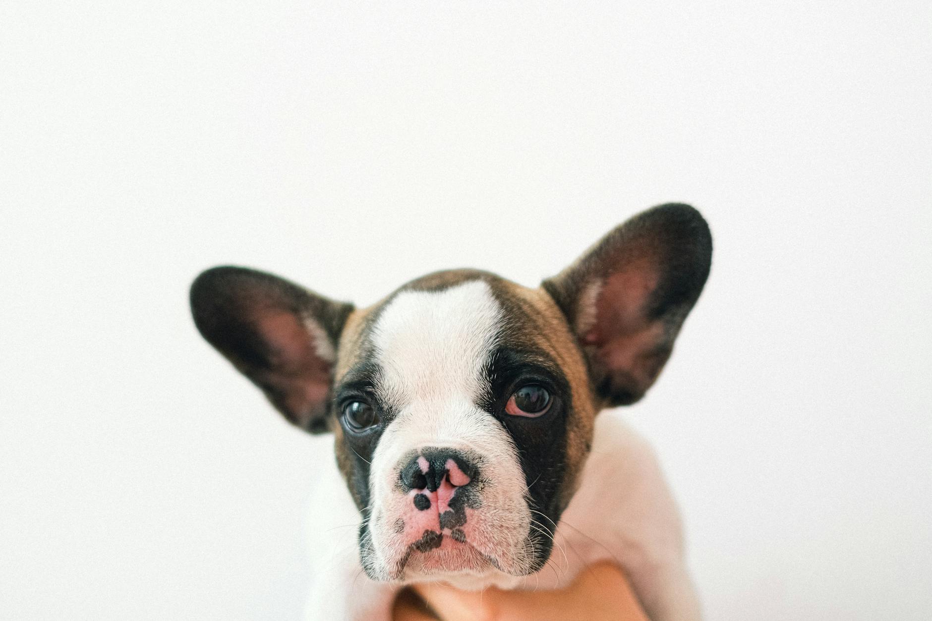 Puppy for Sale French Bulldog - Premium Breeders in Essex - zdjecie w tresci
