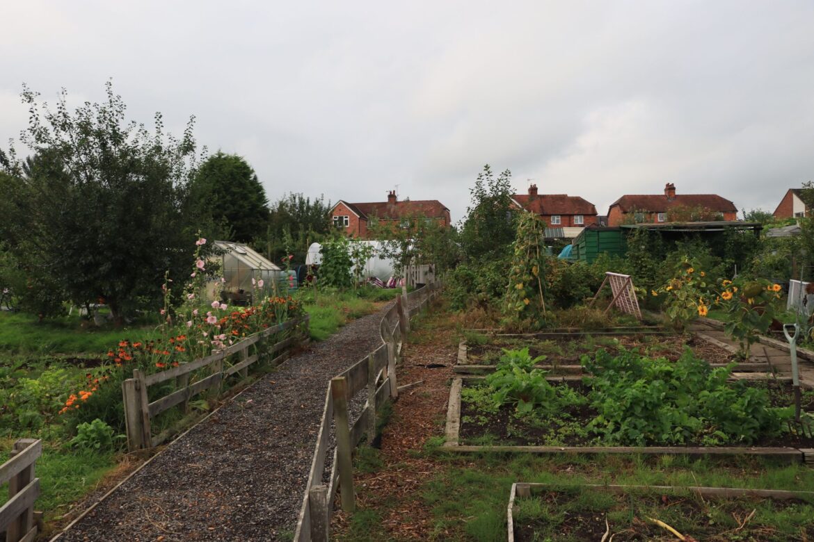 How to Find the Best Allotment Near Me in Essex - ilustracja artykulu