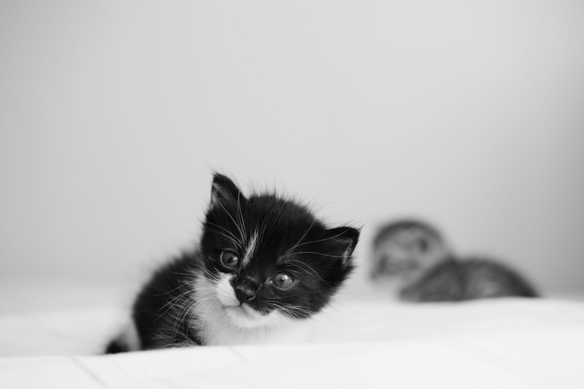Ilustracja: Cat Fostering Volunteer UK Guide: How to Start Fosterin Cat Fostering Volunteer UK Guide: How to Start Fostering Cats - zdjecie w tresci