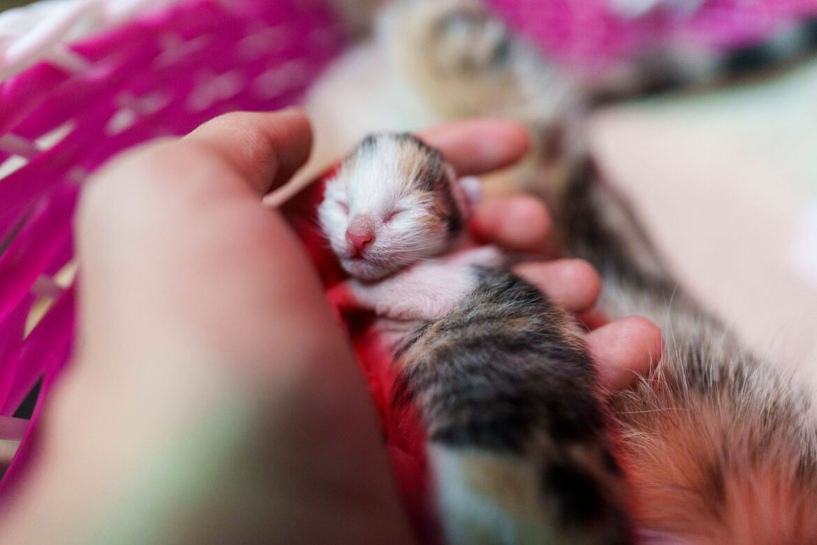 Cat Fostering Volunteer UK Guide: How to Start Fostering Cats - ilustracja artykulu
