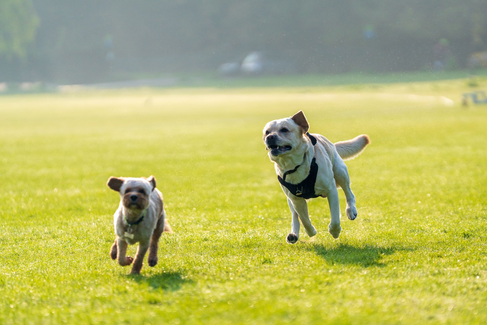 Dog Walking Parks Near Me: The Essex Owner's Complete Guide - zdjecie w tresci