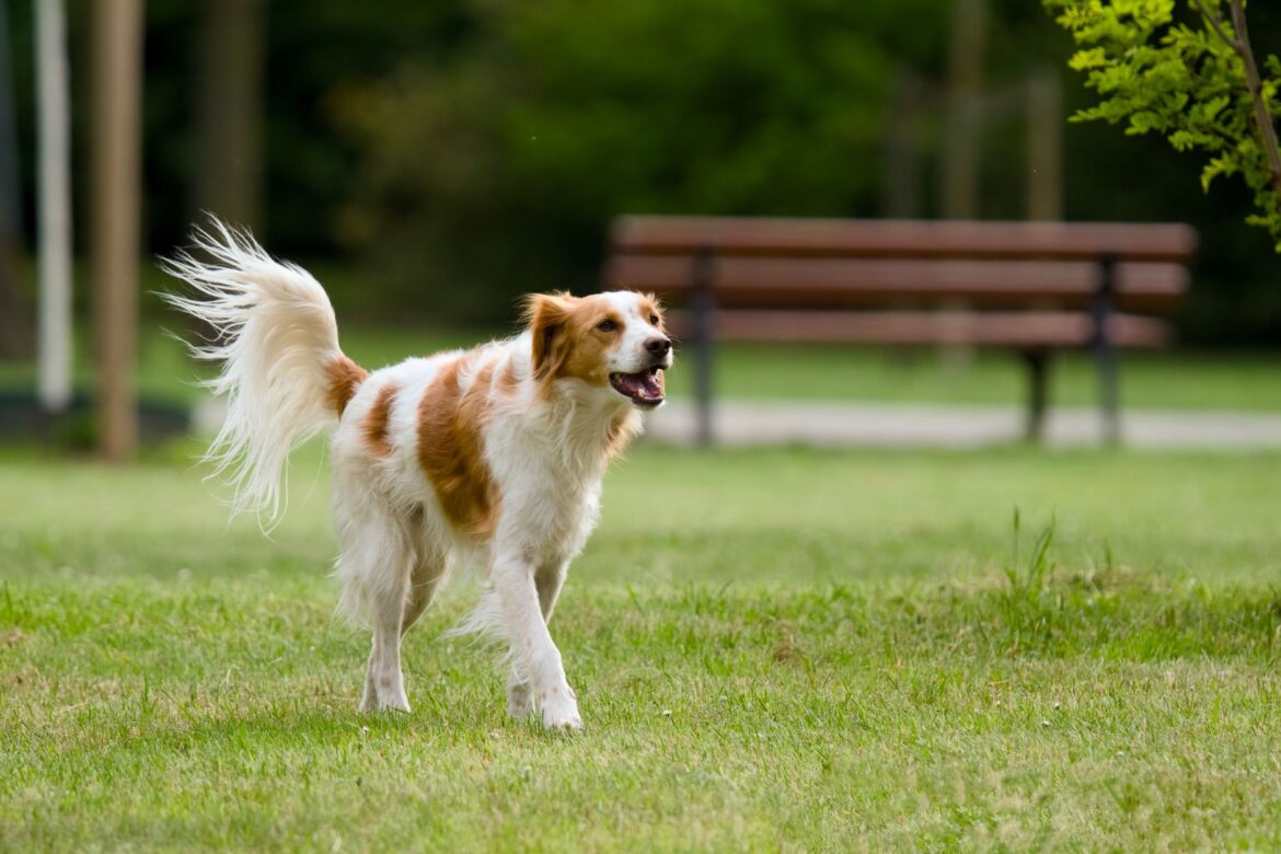 Dog Walking Parks Near Me: The Essex Owner's Complete Guide - ilustracja artykulu